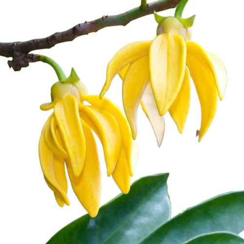Manoranjitham Flowers By Mnv Flower Shop