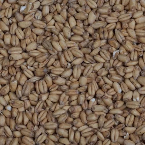 wheat grains