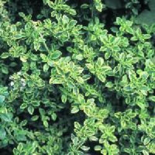 Thyme Whole Leaf Dried Herbs