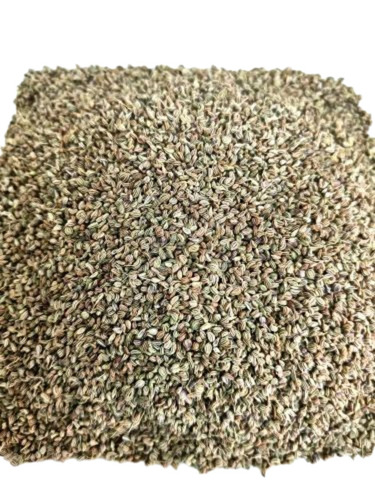 Bold Ajwain