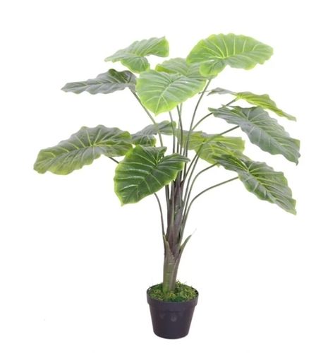 Alocasia - Decorative Plant