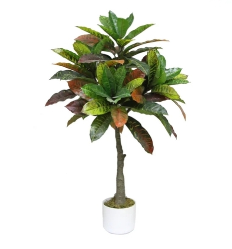 Codiaum Artificial Plants