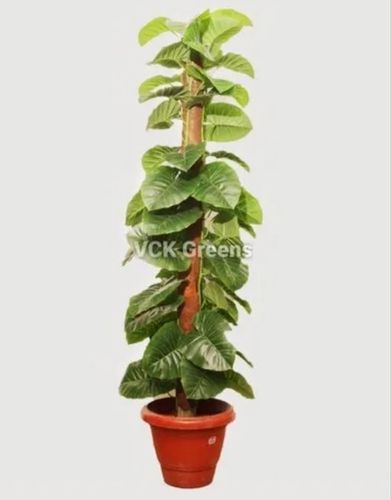 Indoor Garden Artificial Plant