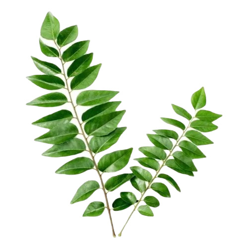 Curry Leaves - Fresh Organic Green Pieces | Raw, 3-Day Shelf Life, Ideal for Culinary Use