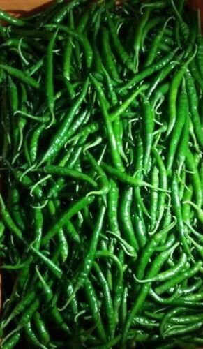 Fresh Green Chilli - Premium Quality Good Condition | Low-Calorie, High Dietary Fiber, Natural Capsaicin Source, Ideal for Salsas and Sauces, Enhances Flavor and Visual Appeal, Versatile Culinary Use, Contains Essential Minerals, Supports Metabolism