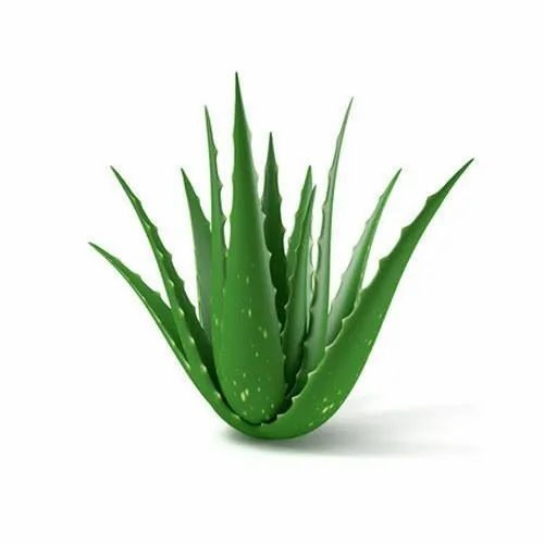 Aloe Vera - Loose Medicine Grade, Natural Color, 10 Weeks Shelf Life | Herbal Product for Reducing Dental Plaque, Accelerating Wound Healing, Preventing Wrinkles, Managing Blood Sugar