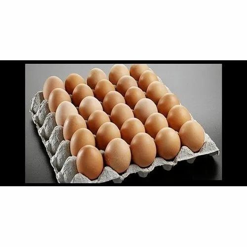 Brown Chicken Poultry Egg