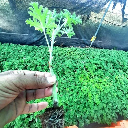 Geranium Plant - 3 ft Height Well-Drained Soil Bright Blooms Fragrant Leaves Low Maintenance Compact Size Sun-Loving Heat-Tolerant Drought-Resistant Long Flowering Varied Colors