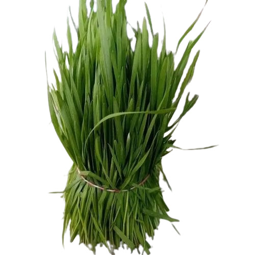 Green Wheat Grass