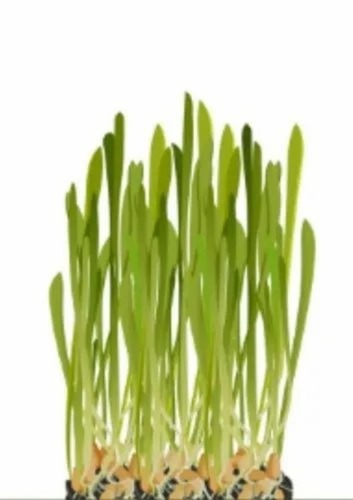 Green Wheat Grass - 1 kg Organic Green Wheat Grass, 100% Pure with 15 Days Shelf Life