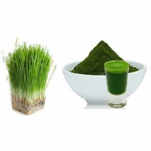 Wheat Grass Powder - Organic Green Herbal Powder, 100% Purity, Grade A Quality