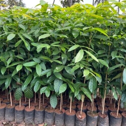 African Mahogany Tissue Culture Plant - Acidic Soil Compatibility, 30 m Height When Fully Grown, Lush Green Color, Versatile Garden Usage