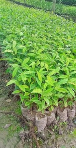 Agarwood Tree Plants - Acidic Soil Adaptation, Well Watered Growth , Green Foliage with Versatile Size Options