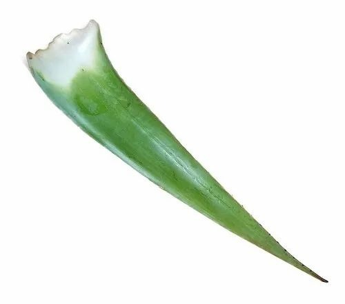 Aloe Vera Products - Green Bag, 200 Size | Medicine, Beauty, Personal Uses