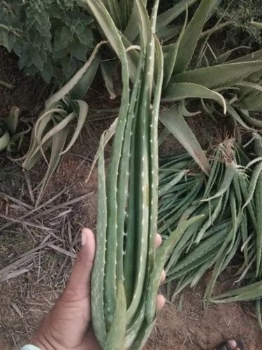 Aloe Vera Small Plant