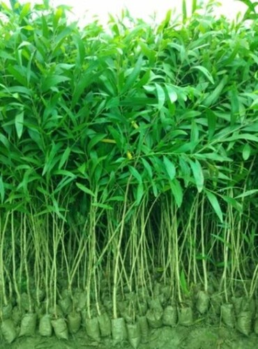 Australian Teak Plant - Acacia Mangium, Green Color - Well Watered, Well Drained Soil Requirements, Perfect for Garden Use