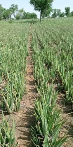 Green Aloe Vera Plant - Non Dried, 20 cm Height | Ideal for Medicine, Beauty, and Personal Care