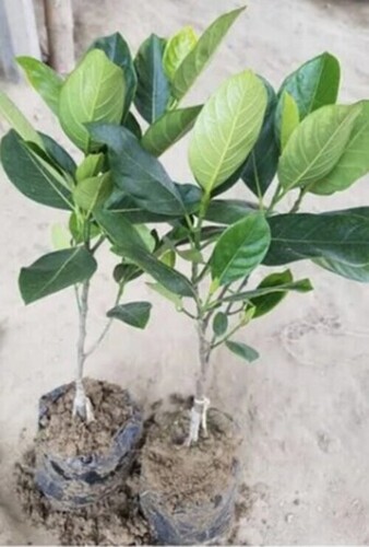 Jackfruit Plants - Alkaline Well Watered Soil Specific, All Sizes Available, Green Color, Scientific Name: Artocarpus Heterophyllus