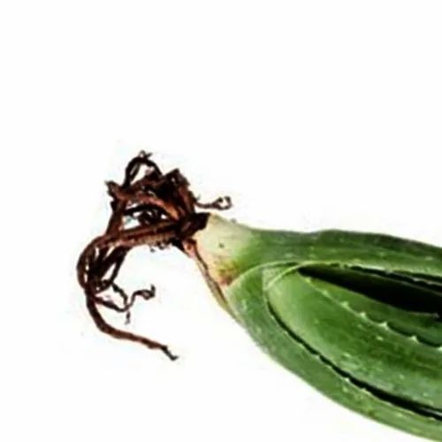 Natural Aloe Vera Leaf - 350 gm Non-Dried Aloe Barbadensis Miller | Specialty Green for Medicine, Beauty, and Personal Use
