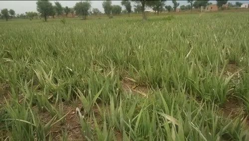 Natural Aloe Vera Plant