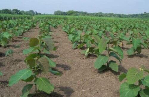 Teak Net Pot Plants