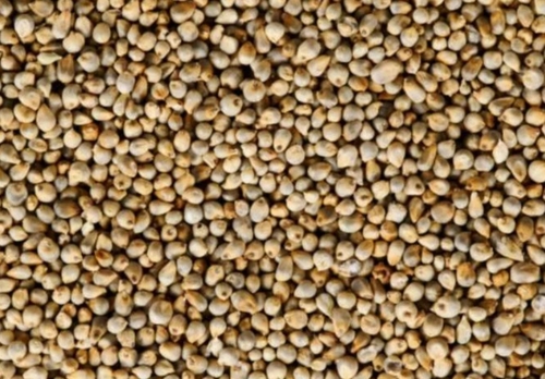 Bajra Seed - Grade A | Gluten-Free, High Fiber, Protein-Rich, Nutrient-Dense, Mineral-Packed, Energy-Boosting, Digestive Aid, Iron-Rich, Heart-Healthy, Versatile Use