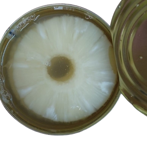 Canned Pineapple