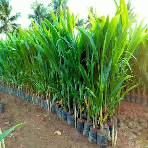 Coconut Plants - Color: Green