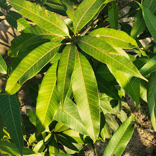 Mango Plant - Size: Small