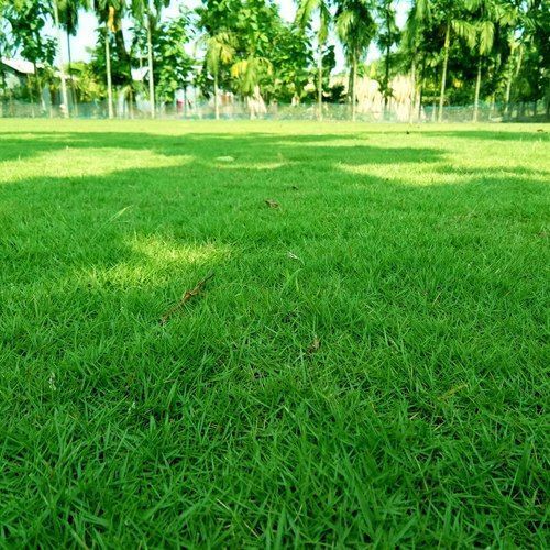 Natural Grass - Color: Green