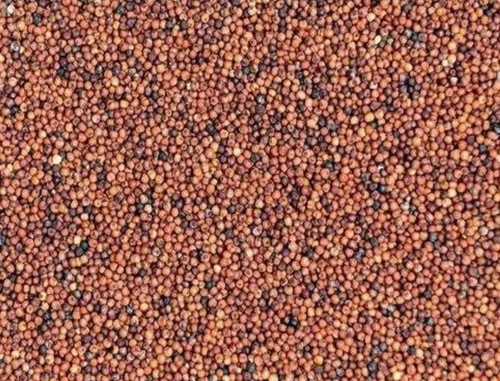 Ragi Finger Millet Seeds - Grade A, Brown Color | Gluten-Free, High Fiber, Protein-Packed, Calcium Rich, Iron-Rich, Energy-Boosting, Nutrient-Dense, Whole Grain Digestive Aid, 9 Months Shelf Life