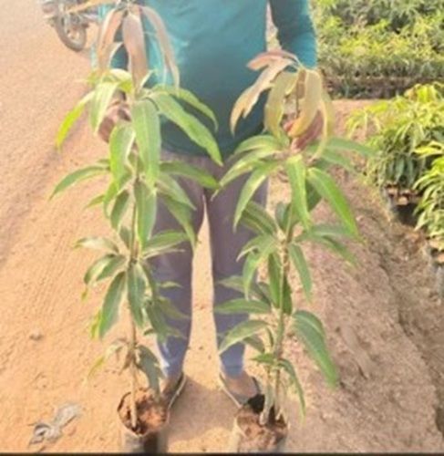 Kesar Mango Plant