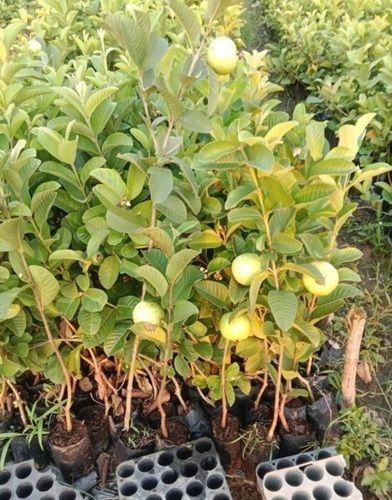 Natural Guava Plant