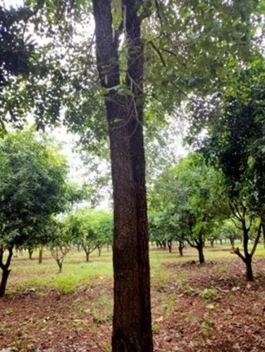 White Sandalwood Plant