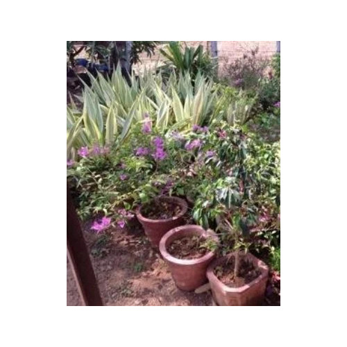 Nursery Plant - Hard Soil Growth for Full Sun Exposure | Fresh and Healthy Plants, Expertly Grown, Enhances Aesthetics, Easy Care, Indoor and Outdoor Use
