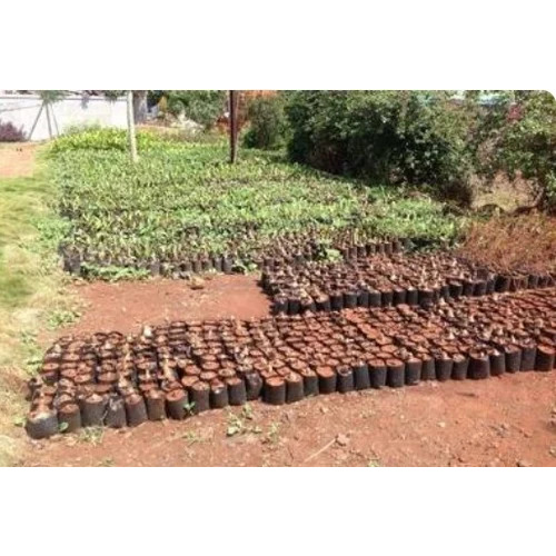 Small Plant Garden Development Service - Plastic Pots Small Size Water-Efficient System | Space Saving Growth Boost Air Quality Versatile Modern Design Beginner Friendly