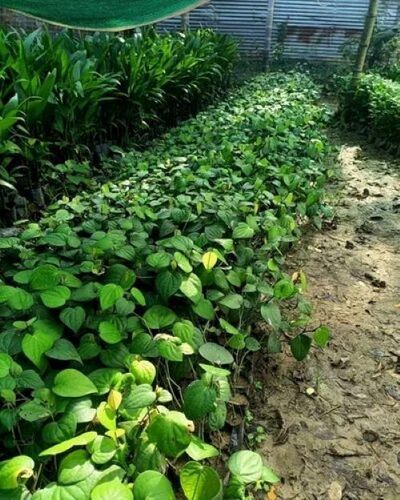 Black Pepper Plant