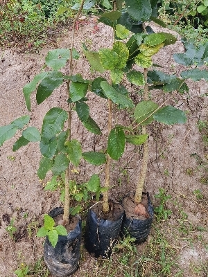 Red Sandalwood Plant - Matured 15 to 35 Years, Green Breed Variety with Rich Red Tones