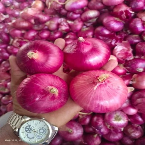 Hybrid Red Onion