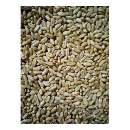 Israel Wheat Seed