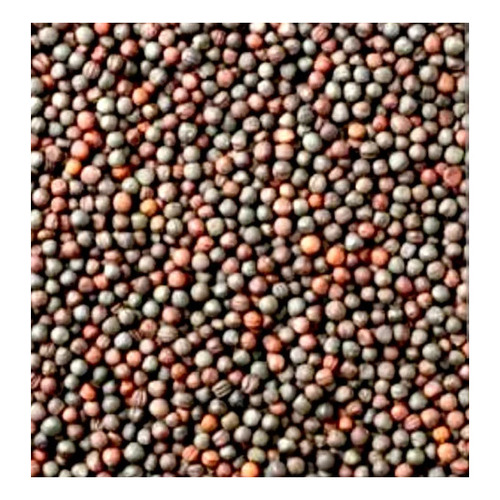 Mustard Seeds - Dried Sun Dried, Brown Color, Food Grade Quality, 12 Months Shelf Life