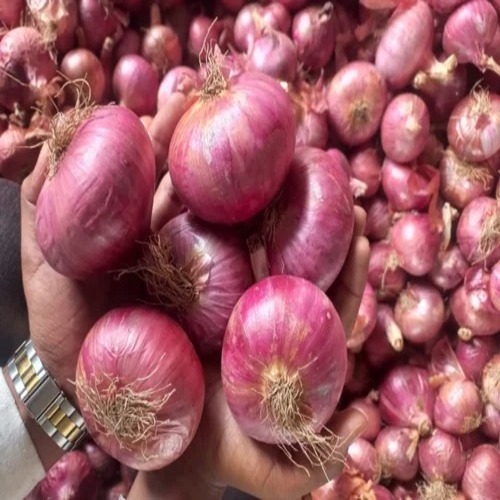 Nashik Fresh Onion - A Grade, Natural Cultivation, Fresh Style | 10 Days Shelf Life, Round Shape, Raw Processing Form