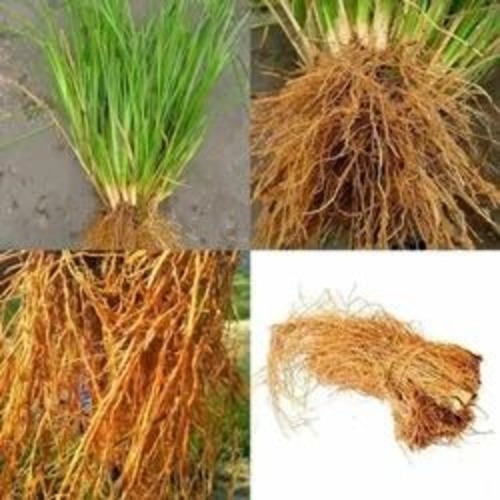 Vetiver Root - Dried Powder, 25 kg Bag | 100% Pure Brown Herbal Tea for Adults