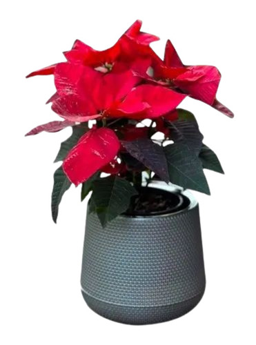 Grey Flower Pot