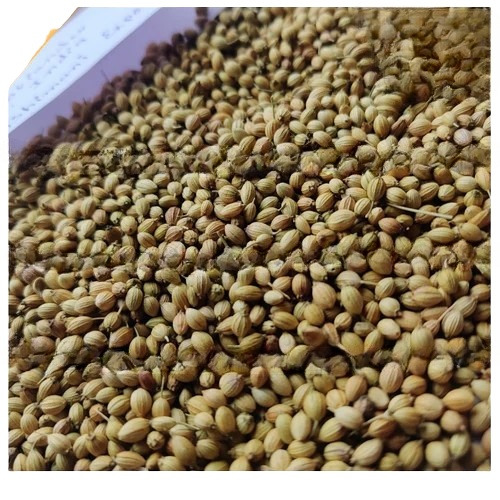 Scooter Coriander Seeds - Fresh, Very Good Quality, 100% Pure | Good For Health, Natural Drying Process, Grade A, Brown Color, Common Cultivation Type