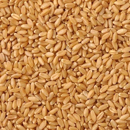 Sharbati Wheat - Organic Dried Brown Grain Fresh Natural Taste with No Artificial Color