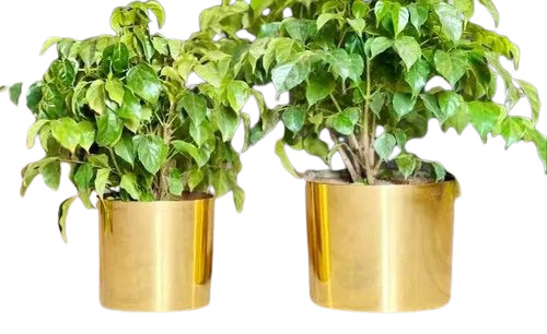 Venic Golden Flower Pot - Durable Plastic, Round 6 & 8 Inch | Antique Effect, Perfect Finishing, Plain Pattern