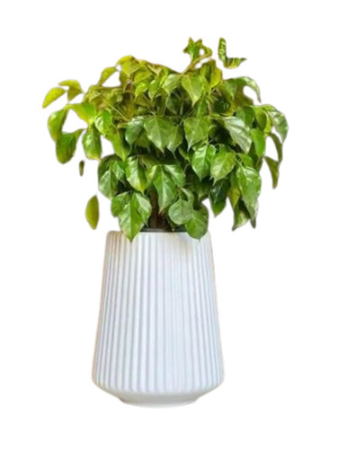 Victoria Flower Pot - Plastic, 10 Inch Top Diameter, White Color | Durable, Antique Effect, Perfect Finishing, Customized Designs, Round Shape