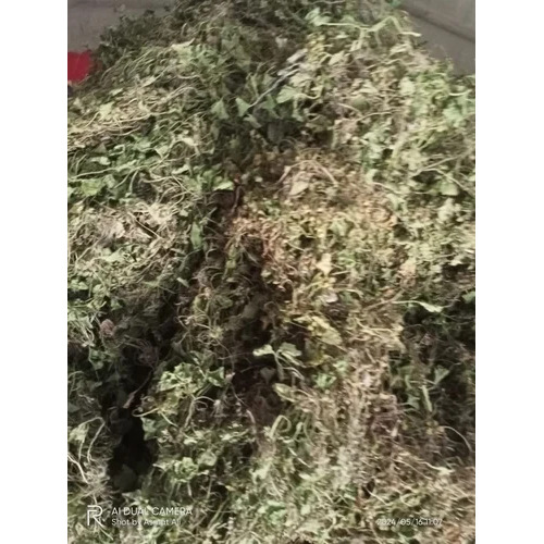 Bacopa Monnieri Brahmi - 20 Kgs Green Leaves | Medicinal Herbal Product, Recommended for All, 12 Months Shelf Life, Store in Dry Place