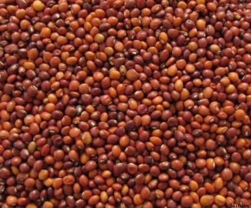 Toor Pigeon Peas Seeds